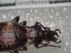 Carabus linnaei