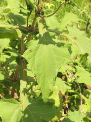Smallanthus sonchifolius