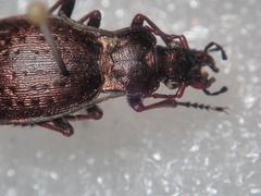 Carabus linnaei