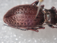 Carabus linnaei