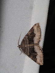 Scotopteryx coelinaria