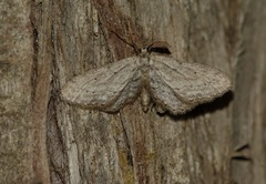 Idaea longaria