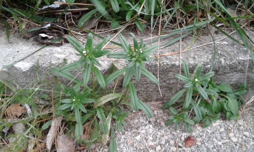 kamienka roľná (Buglossoides arvensis)
