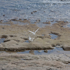 Egretta garzetta