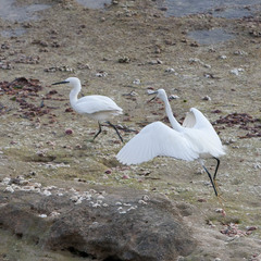 Egretta garzetta