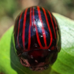 Paropsisterna octolineata