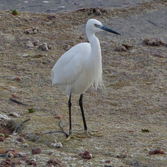 Egretta garzetta