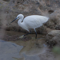 Egretta garzetta