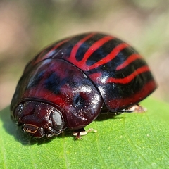 Paropsisterna octolineata