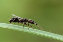 Odontomachus simillimus