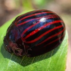 Paropsisterna octolineata