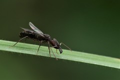 Odontomachus simillimus
