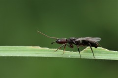 Odontomachus simillimus