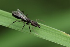 Odontomachus simillimus