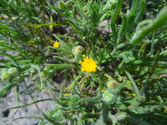 Senecio phylloleptus