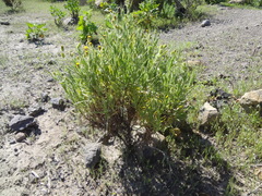 Senecio phylloleptus