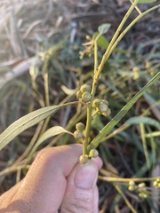 Eucalyptus mannifera