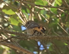 Phoenicurus auroreus