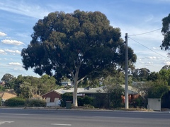 Eucalyptus mannifera