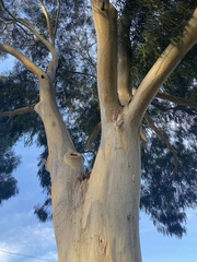 Eucalyptus mannifera