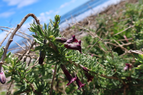 Image of Lycium afrum by (c) Diana Studer, some rights reserved (CC BY)