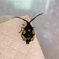 Trypanophora semihyalina