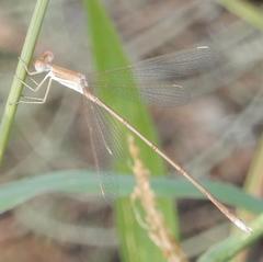 Lestes pallidus