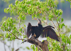 Anhinga melanogaster