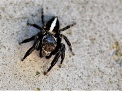 Evarcha denticulata