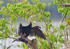 Anhinga melanogaster