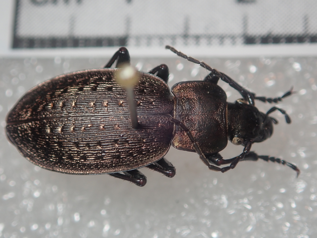 Carabus concolor concolor