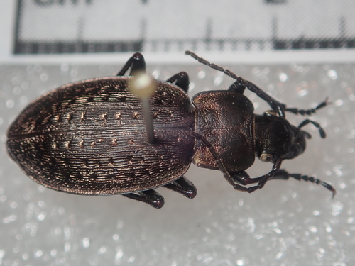Carabus concolor