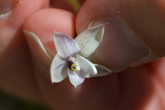 Thelymitra purpureofusca