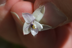 Thelymitra purpureofusca