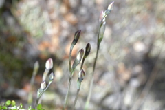 Thelymitra purpureofusca