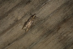 Acroclita subsequana