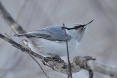 Sitta europaea albifrons