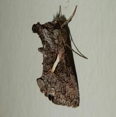 Vittaplusia vittata