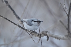 Sitta europaea albifrons
