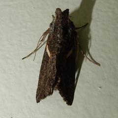 Vittaplusia vittata