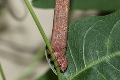 Pholodes sinistraria