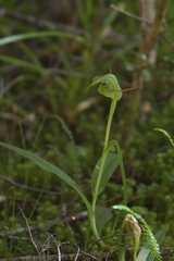 Pterostylis australis