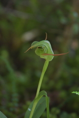 Pterostylis australis