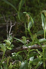 Pterostylis australis