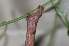 Pholodes sinistraria