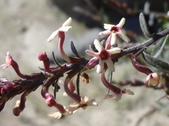Mulguraea arequipensis