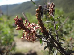 Mulguraea arequipensis