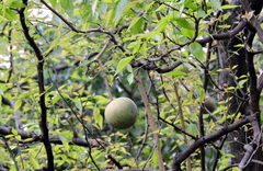Aegle marmelos