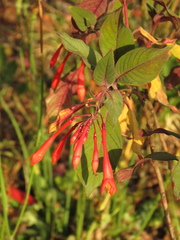 Fuchsia triphylla
