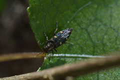 Nascioides enysi
